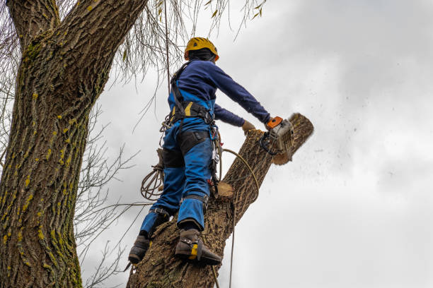 Reliable Onalaska, WI  Tree Services Solutions